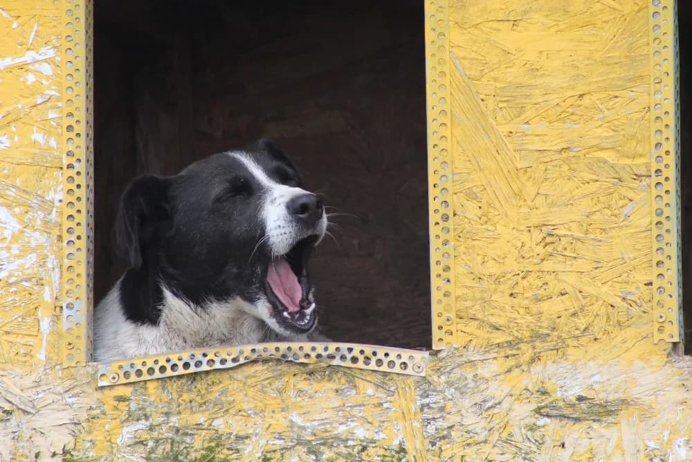 ❤️Spike❤️ photo 8