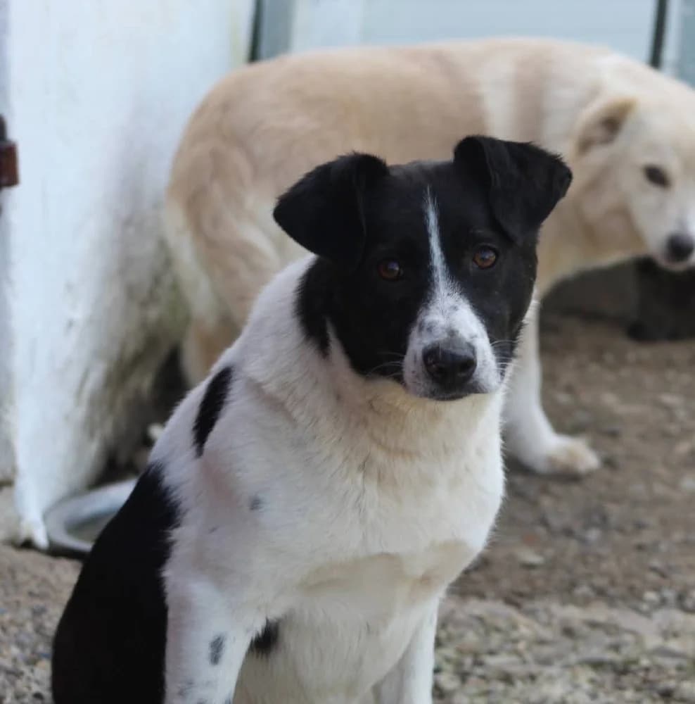 ❤️Spike❤️ photo 2