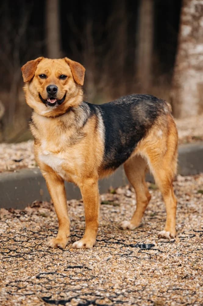 Tessa 45 cm van vreugde photo 5