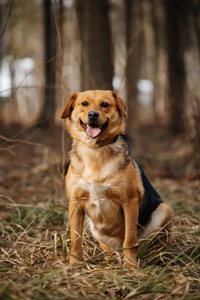 Tessa 45 cm van vreugde photo 6