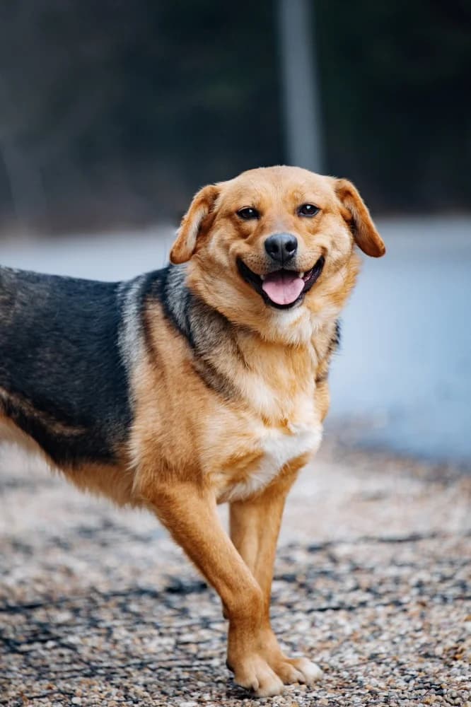 Tessa 45 cm van vreugde photo 8