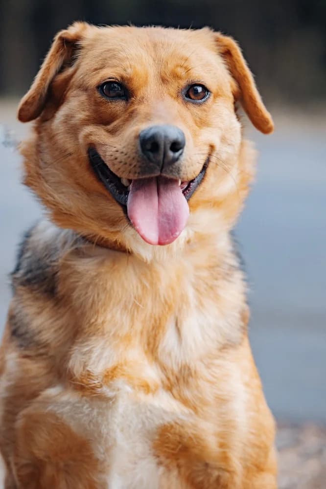 Tessa 45 cm van vreugde photo 3