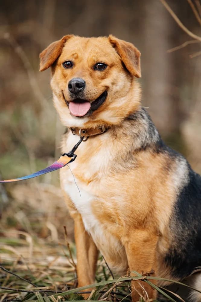 Tessa 45 cm van vreugde photo 4