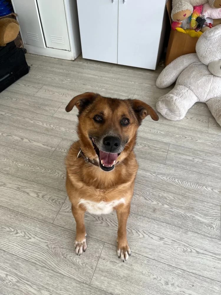 Tim een knuffelbeer photo 7