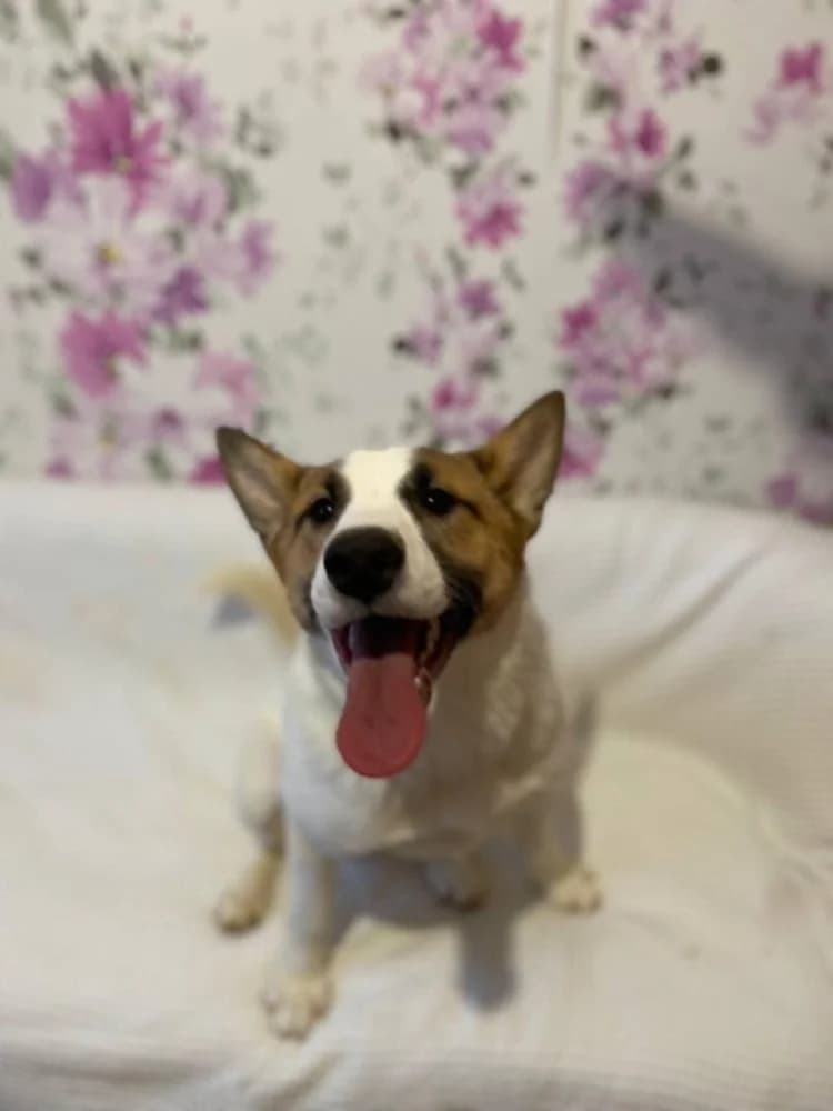 Trisha – een droom hond !