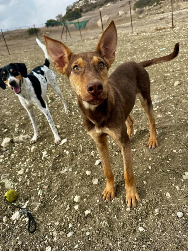 VALENTINA*kattestmogelijk photo 2