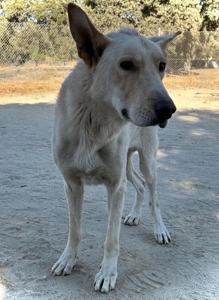 Vento-Galicische herdersh photo 2