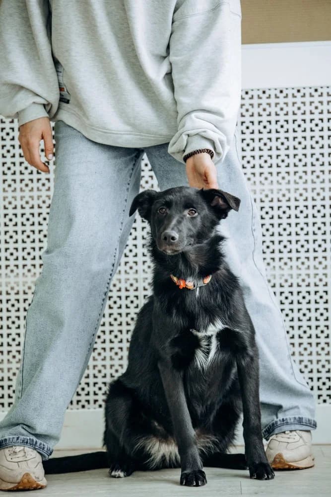 Yasna zoekt forever home photo 7