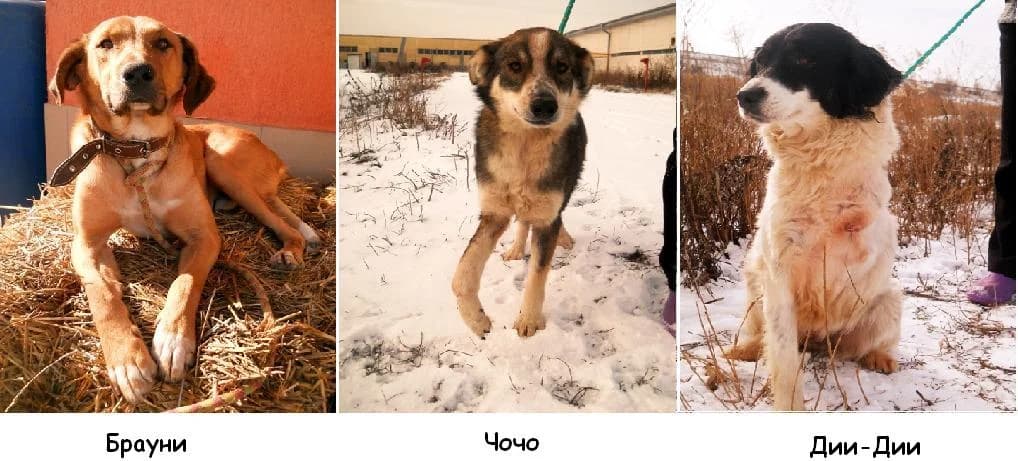 Tri kracheta, tri sartsa, tri kucheta (Три крачета, три сърца, три кучета), male mixed breed for adoption at Animal Rescue Sofia, Sofia