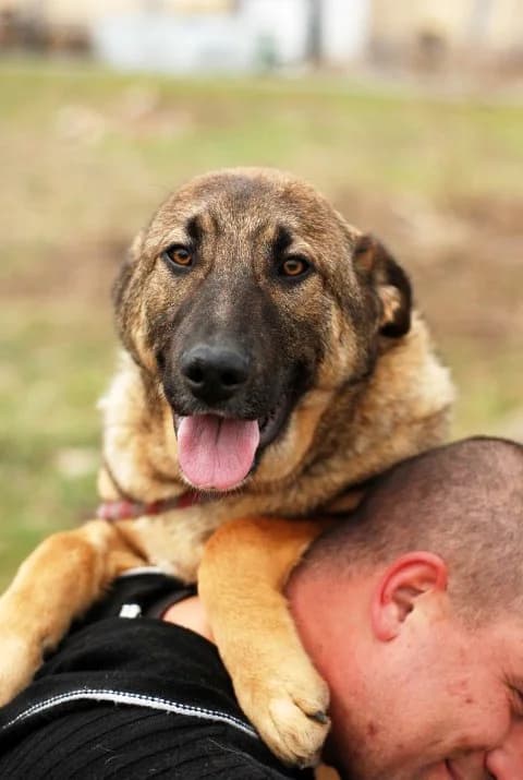 Shishkovtsite (Шишковците),  mixed breed for adoption at Animal Rescue Sofia, Sofia