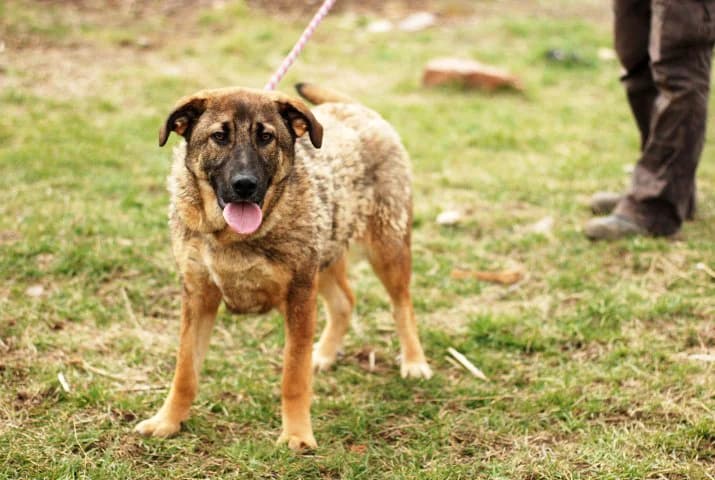 Шишковците photo 4