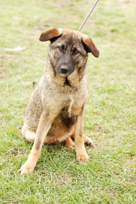 Шишковците photo 6