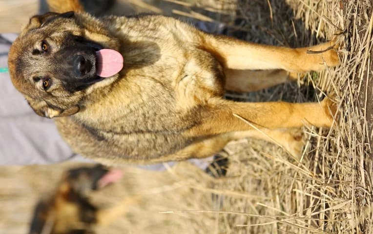 Шишковците photo 7