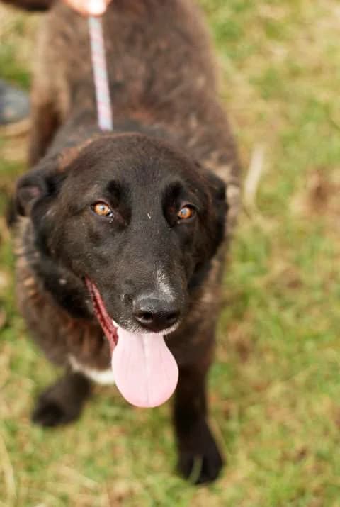 Шишковците photo 8