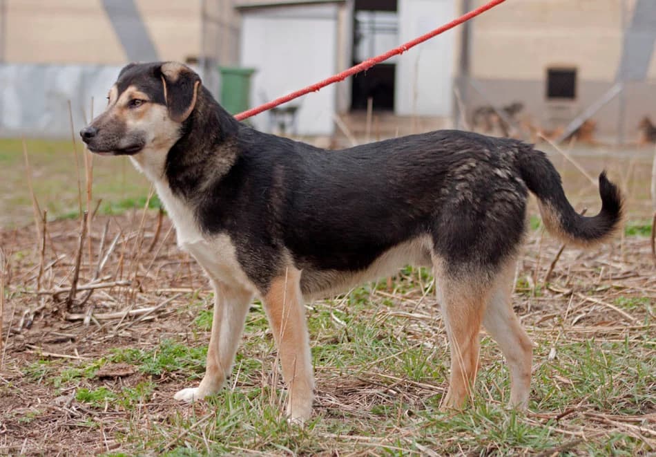 Имало едно време – от плашливи до социални и игриви photo 2