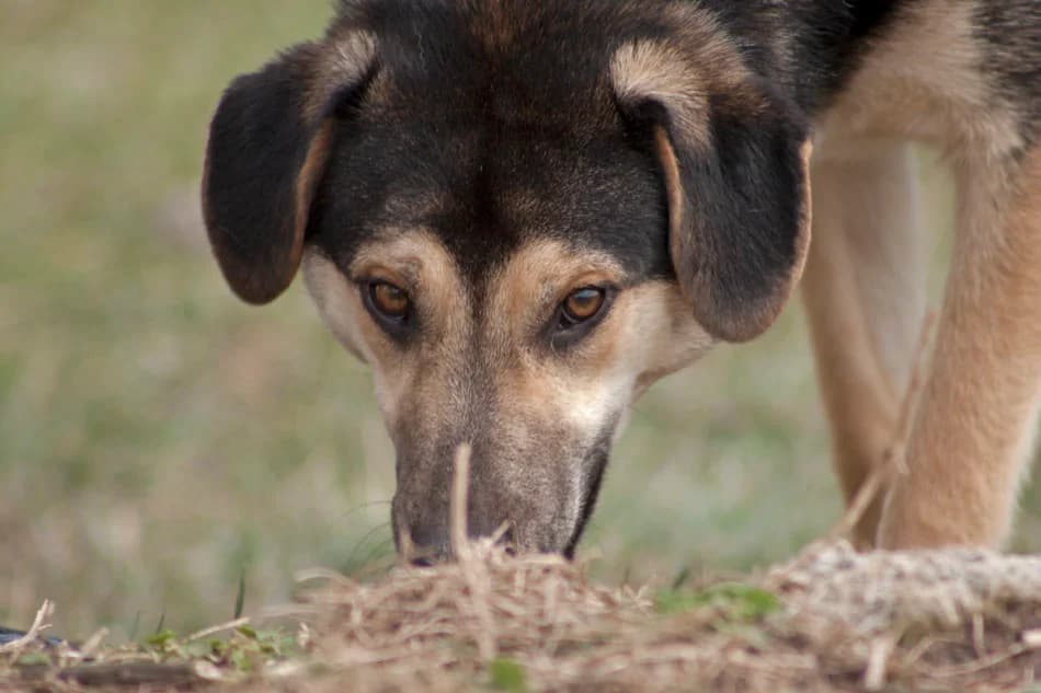 Имало едно време – от плашливи до социални и игриви photo 3