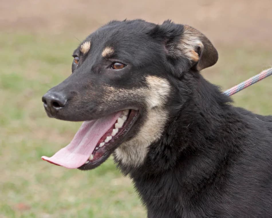 Имало едно време – от плашливи до социални и игриви photo 5