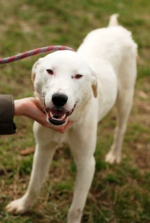 Belite mishki (Белите мишки), female mixed breed for adoption at Animal Rescue Sofia, Sofia