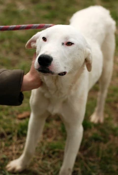 Белите мишки photo 3