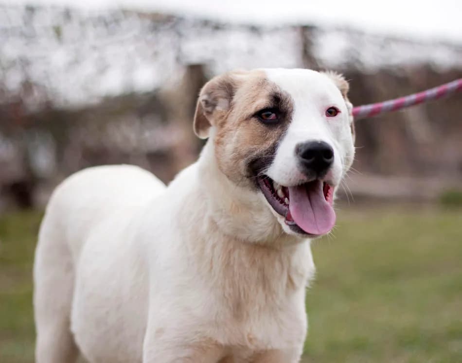 Белите мишки photo 5