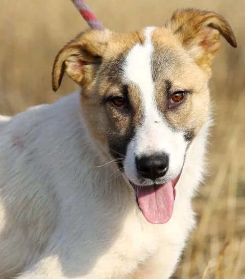 Белите мишки photo 7