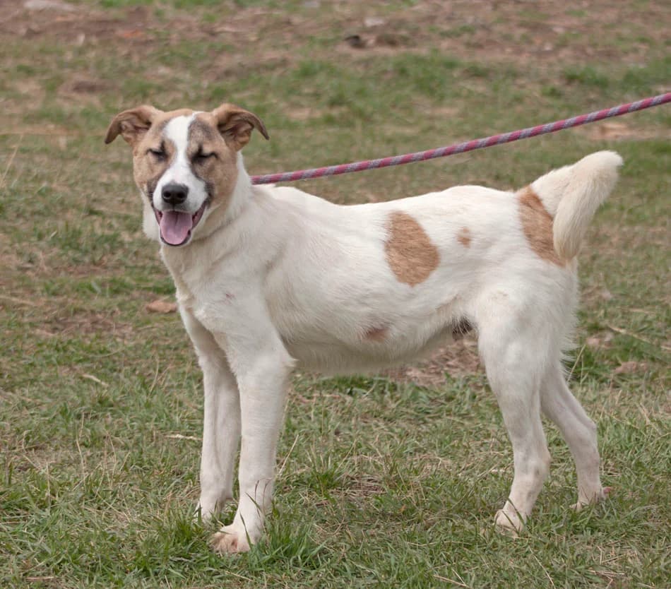 Белите мишки photo 8