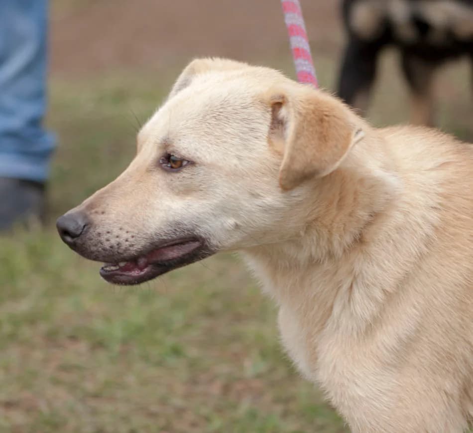 Porasnali khlapeta (Пораснали хлапета), male mixed breed for adoption at Animal Rescue Sofia, Sofia