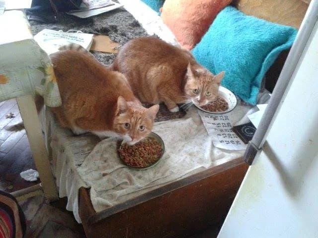 Koteshki geroi (Котешки герои), female 7yo mixed breed for adoption at Animal Rescue Sofia, Sofia