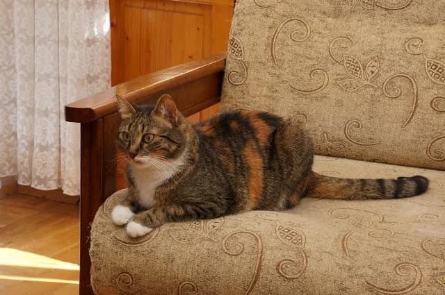 Котешки герои photo 2