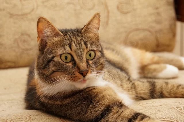 Котешки герои photo 3