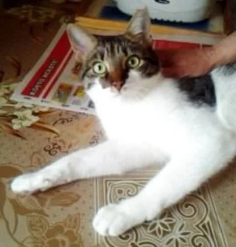 Котешки герои photo 4