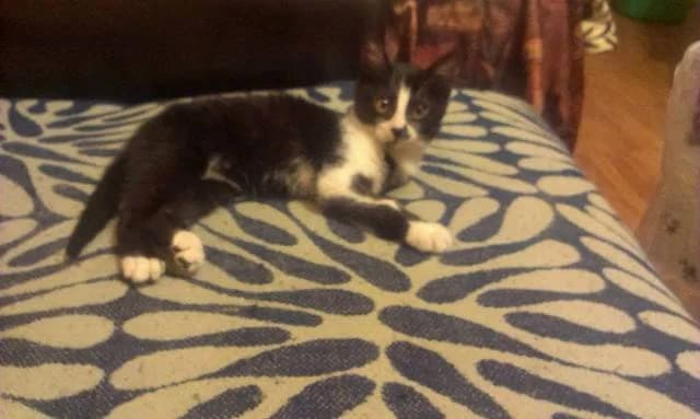 Котешки герои photo 6