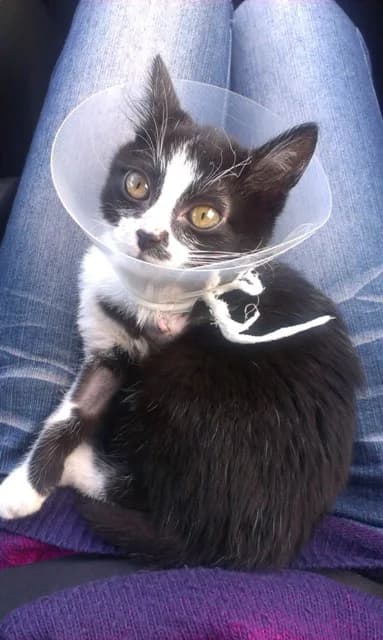 Котешки герои photo 7