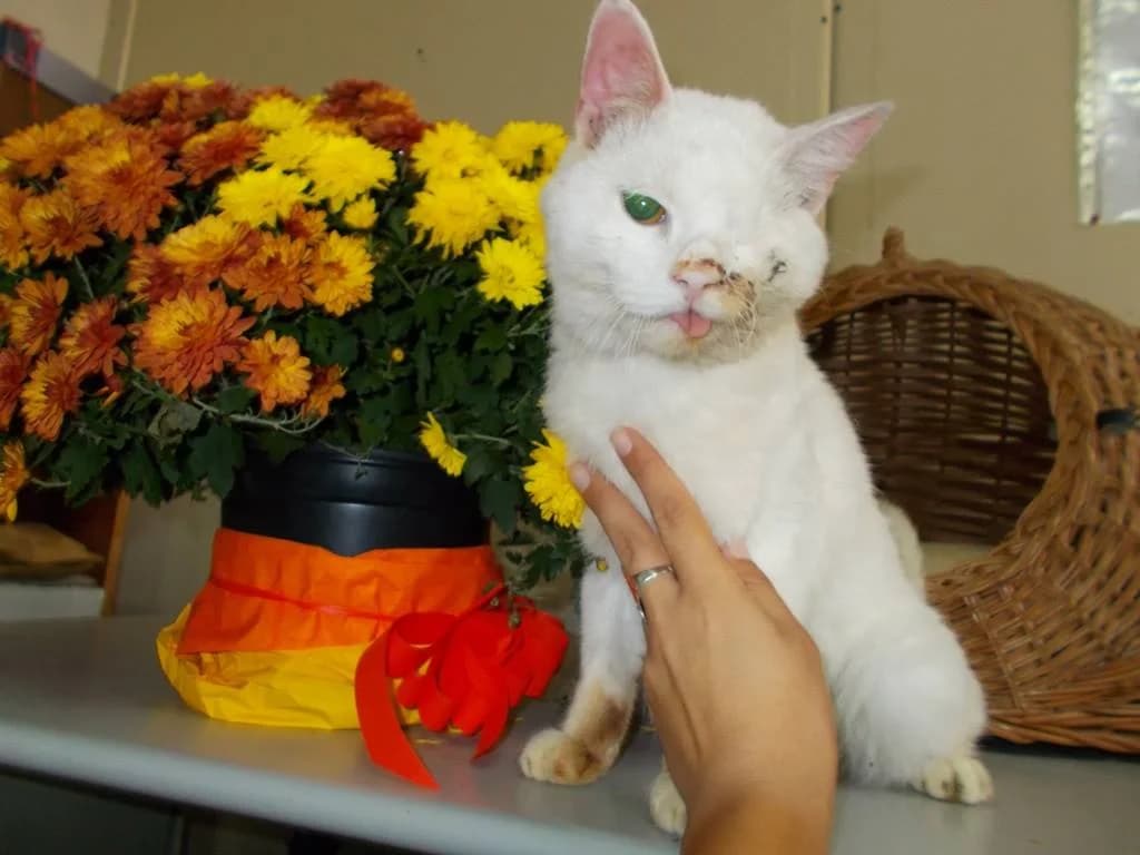 Novini za Serzhant Matsoli (Новини за Сержант Мацоли),  mixed breed for adoption at Animal Rescue Sofia, Sofia