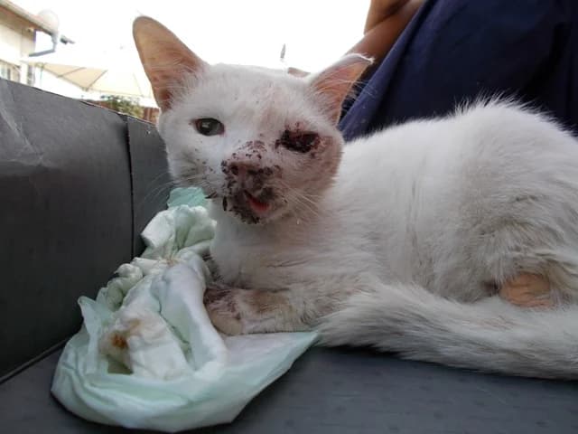 Новини за Сержант Мацоли photo 2