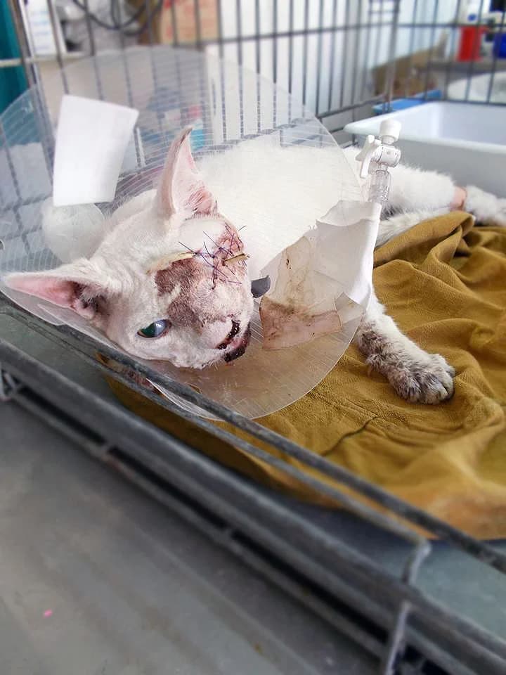 Новини за Сержант Мацоли photo 3