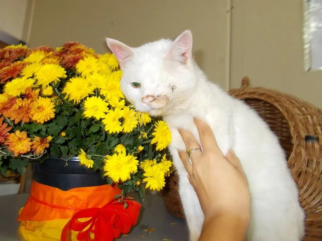 Новини за Сержант Мацоли photo 6