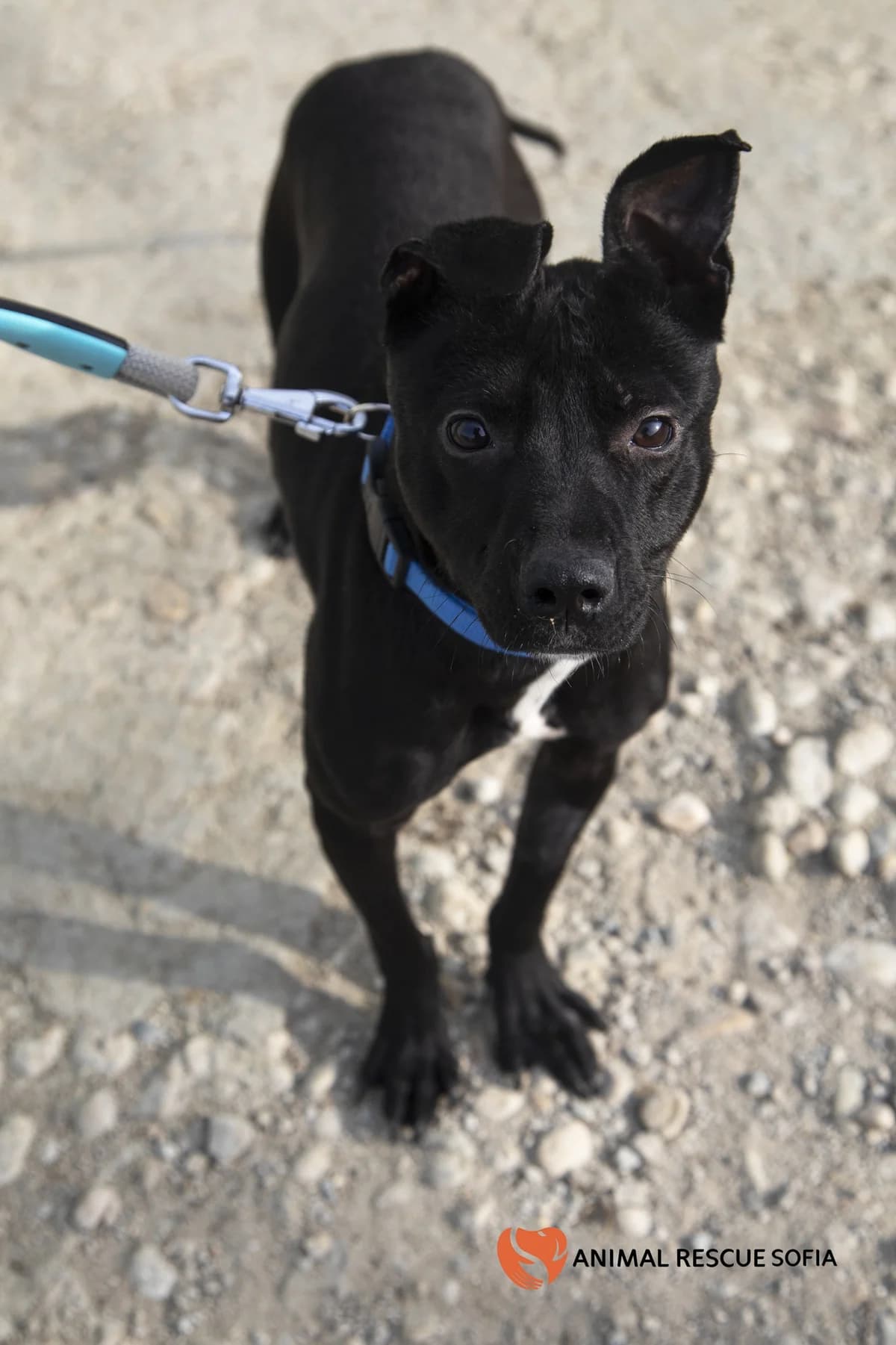 Kharvi – istoriya, koyato ne bivashe da se sluchva (Харви – история, която не биваше да се случва),  mixed breed for adoption at Animal Rescue Sofia, Sofia