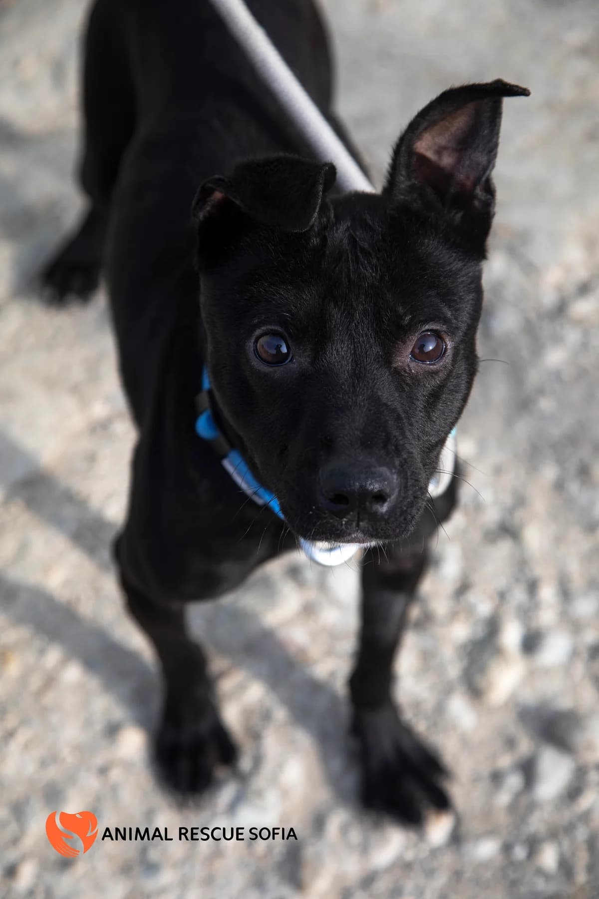 Харви – история, която не биваше да се случва photo 4