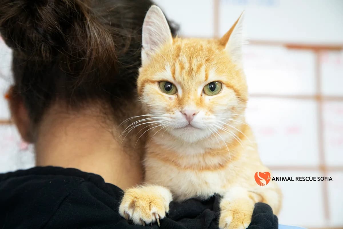 Портокал photo 2