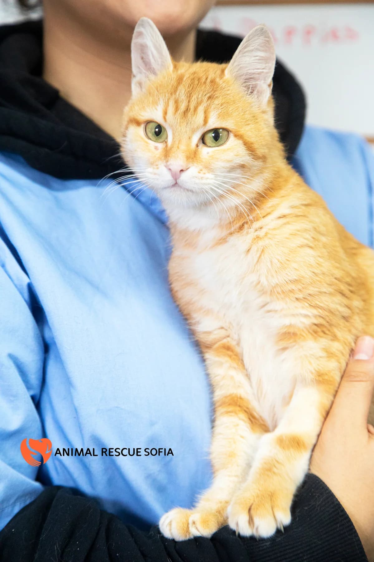 Портокал photo 6