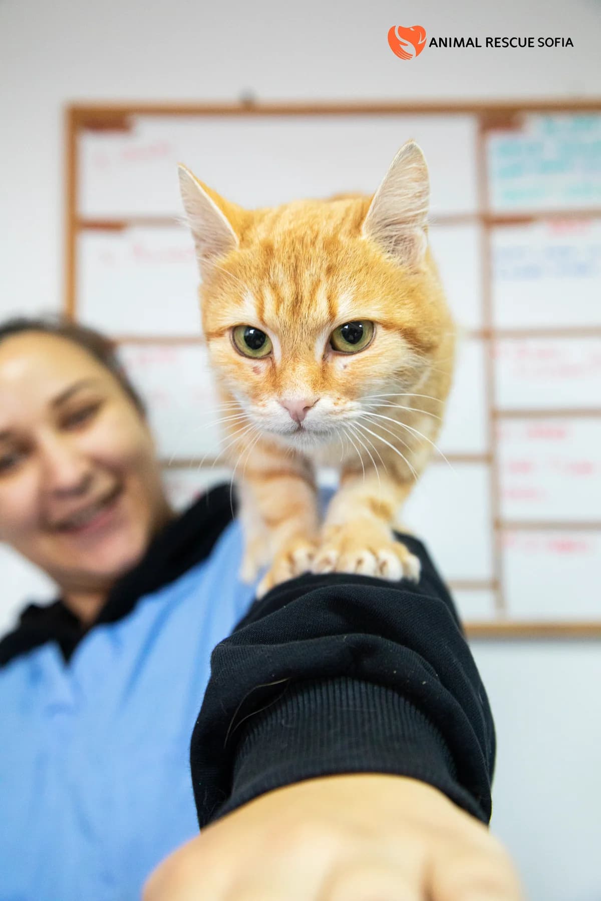 Портокал photo 7