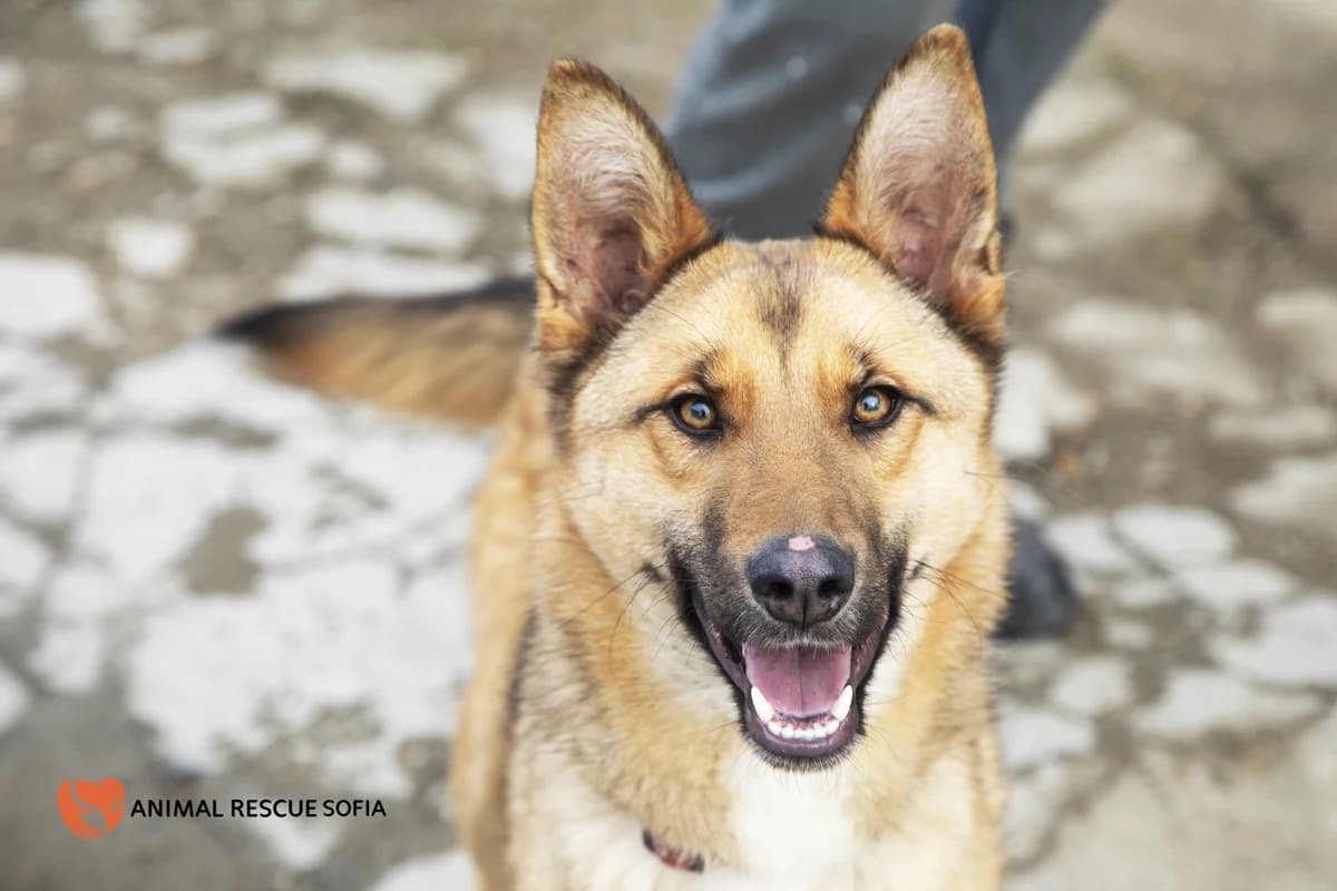 Klatetata (Клатетата),  mixed breed for adoption at Animal Rescue Sofia, Sofia