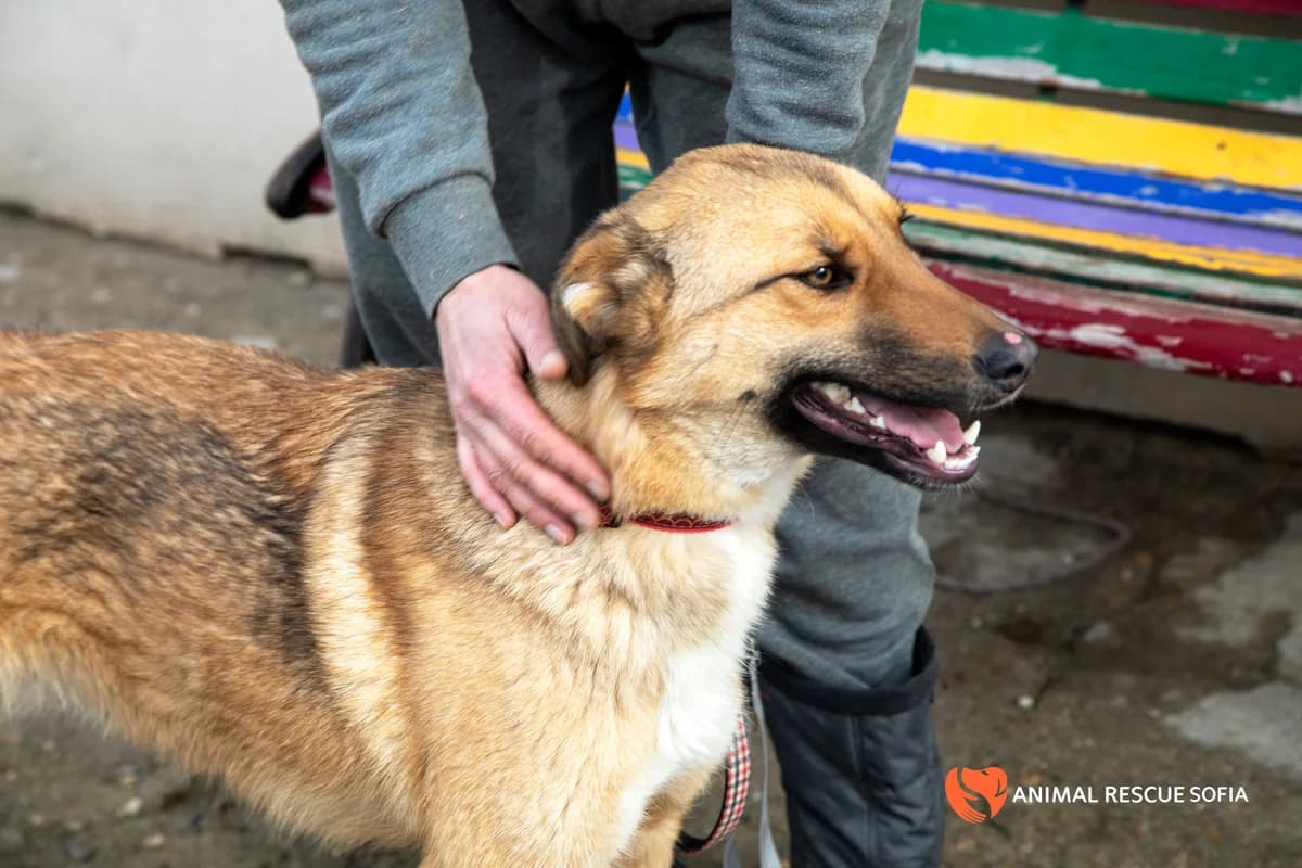 Клатетата photo 4