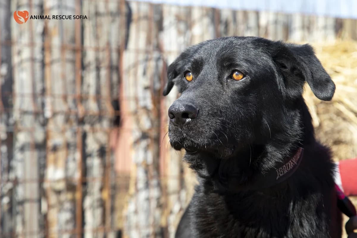Yazh, pazi se i obichay (Яж, пази се и обичай),  mixed breed for adoption at Animal Rescue Sofia, Sofia