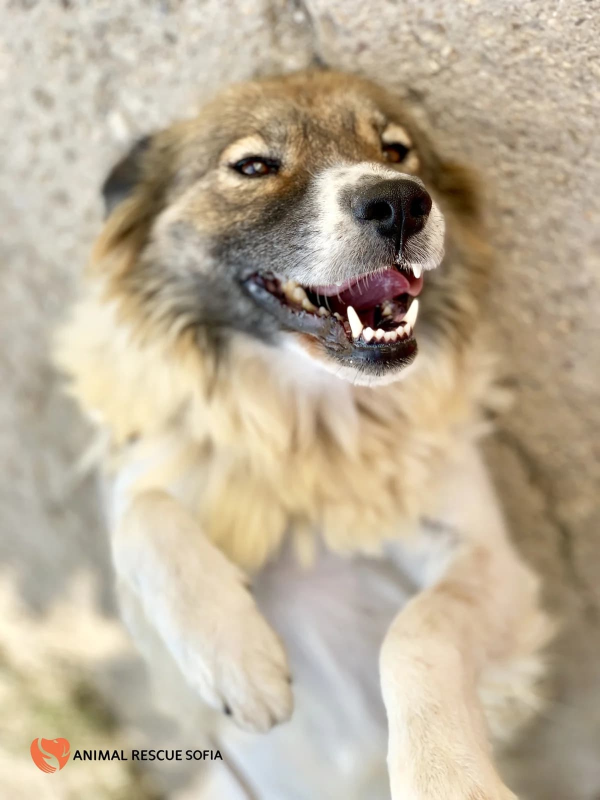 Lana (Ланa), female mixed breed for adoption at Animal Rescue Sofia, Sofia