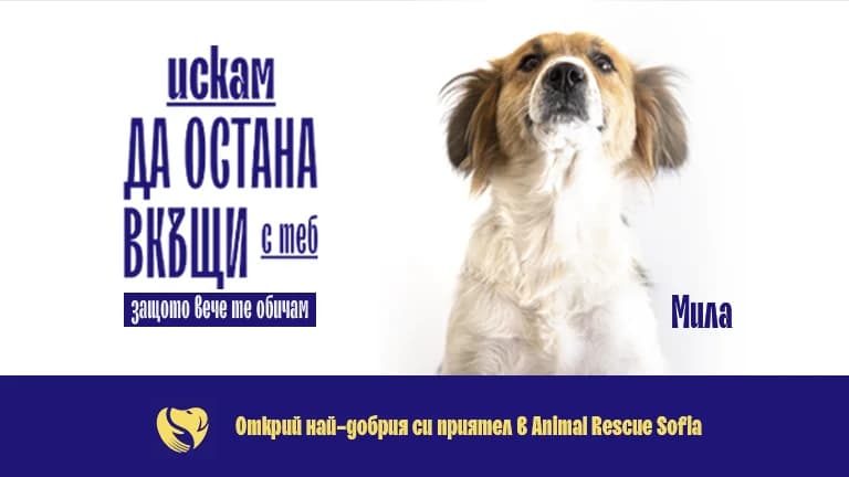 Защото вече те обичам! photo 2