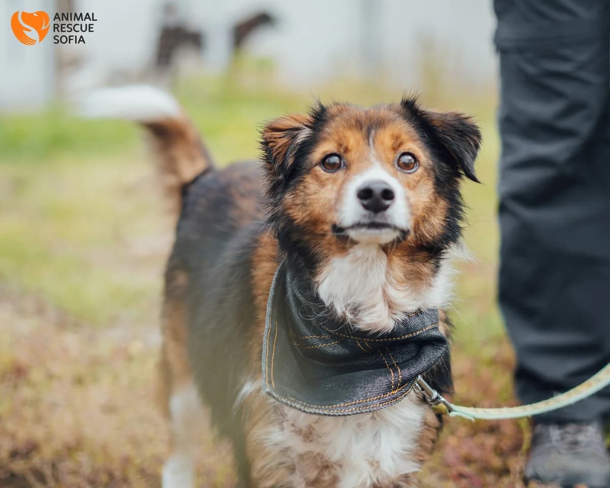 Dzhina (Джина),  7yo mixed breed for adoption at Animal Rescue Sofia, Sofia