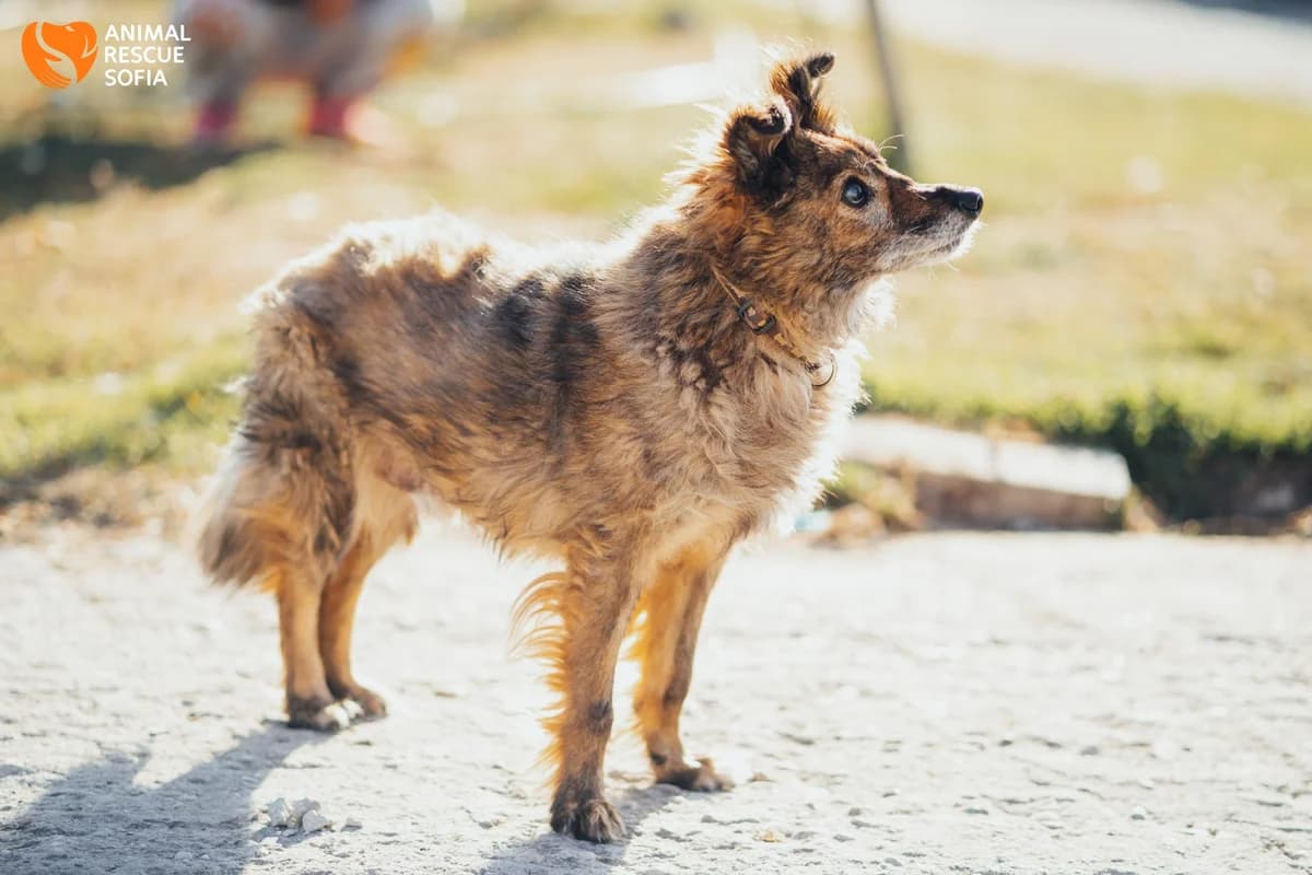 Beri (Бери), female puppy mixed breed for adoption at Animal Rescue Sofia, Sofia