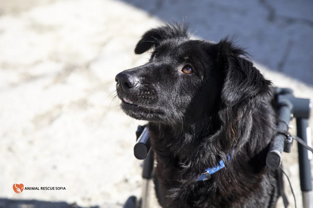Lorena (Лорена), female 4yo mixed breed for adoption at Animal Rescue Sofia, Sofia
